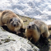 Photo de Marmotte