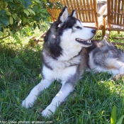 Photo de Husky siberien