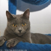 Photo de Chartreux