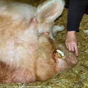 Photo de Cochon