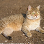 Photo de Chat domestique