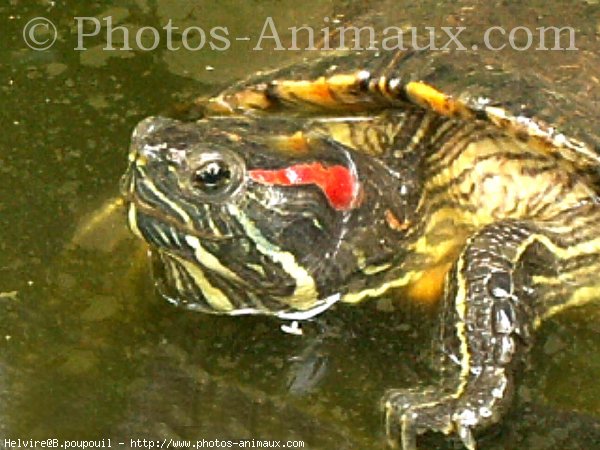 Photo de Tortue