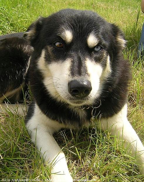 Photo de Husky siberien