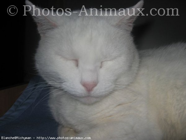 Photo de Chat domestique