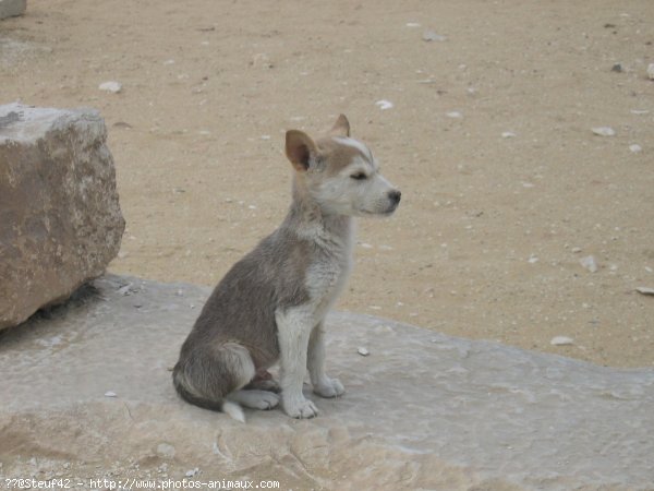 Photo de Croisement