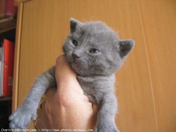 Photo de Chartreux