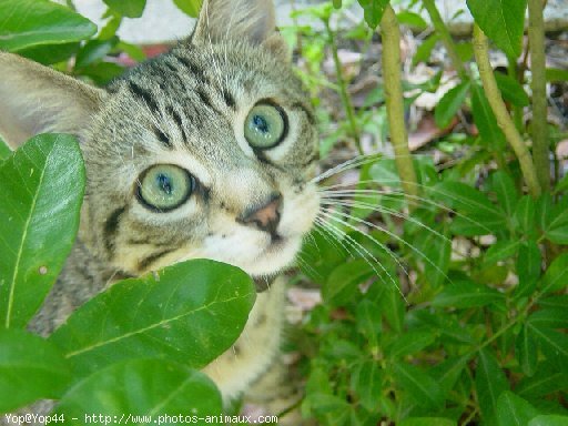 Photo de Chat domestique