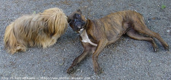 Photo de Races diffrentes