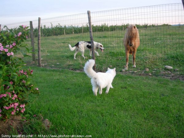 Photo de Ragdoll