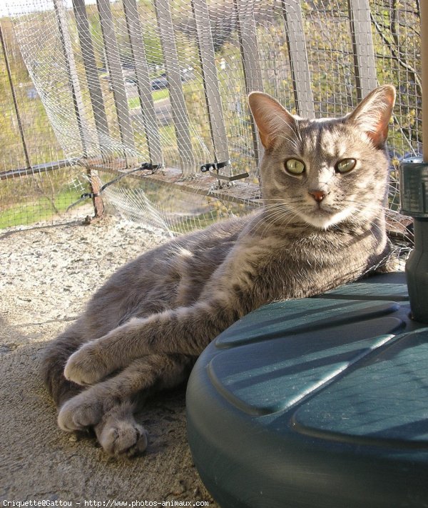 Photo de Chat domestique