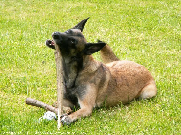 Photo de Berger belge malinois