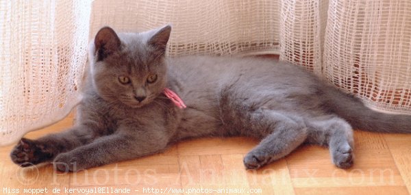 Photo de Chartreux