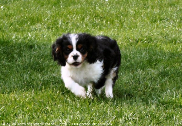 Photo de Cavalier king charles spaniel