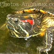 Photo de Tortue