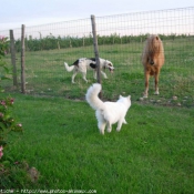 Photo de Ragdoll