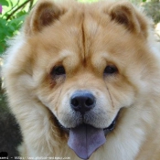 Photo de Chow chow