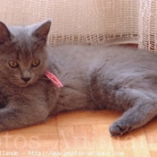 Photo de Chartreux