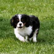 Photo de Cavalier king charles spaniel