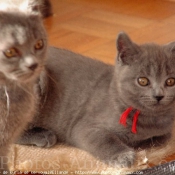 Photo de Chartreux