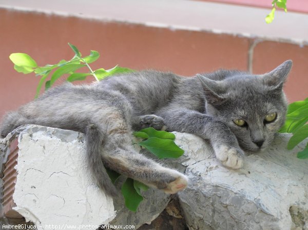 Photo de Chat domestique