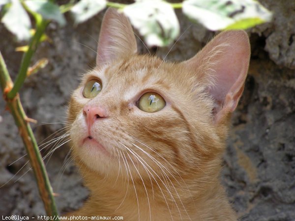 Photo de Chat domestique