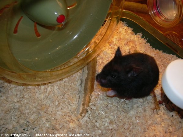 Photo de Hamster