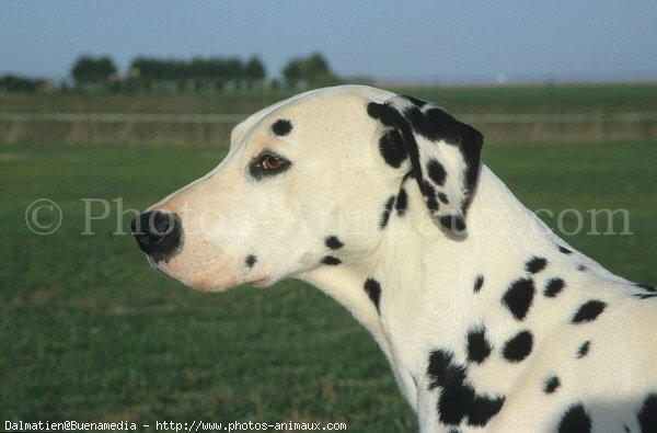 Photo de Dalmatien