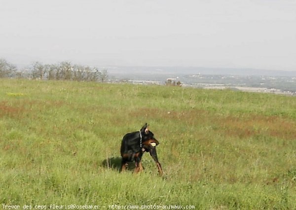 Photo de Dobermann