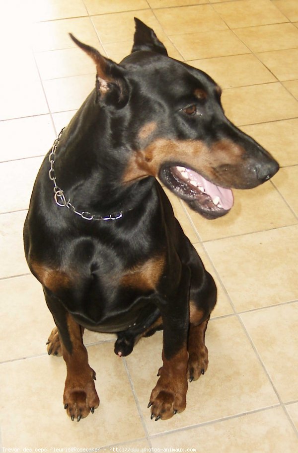 Photo de Dobermann