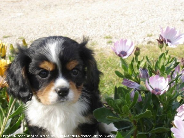 Photo de Cavalier king charles spaniel