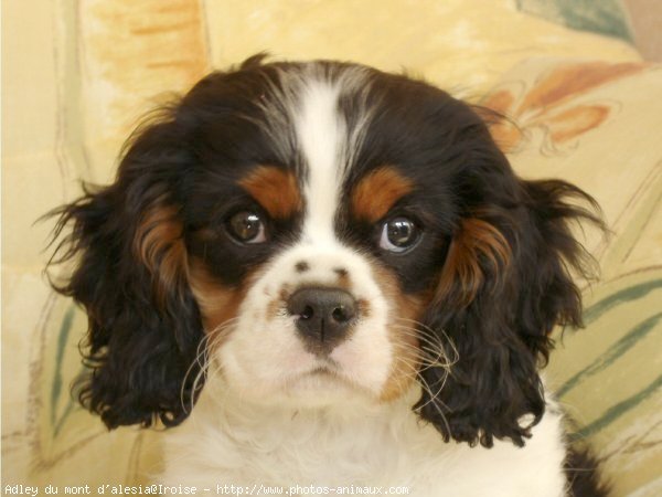 Photo de Cavalier king charles spaniel