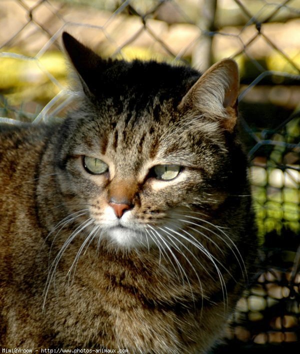 Photo de Chat domestique