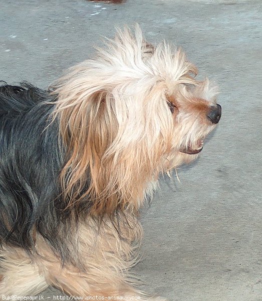 Photo de Yorkshire terrier