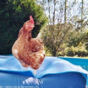 Photo de Poule