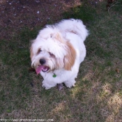 Photo de Lhassa apso