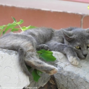 Photo de Chat domestique