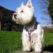 Photo de West highland white terrier