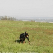 Photo de Dobermann