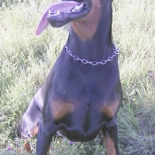 Photo de Dobermann