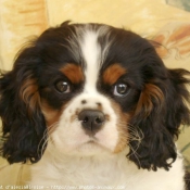 Photo de Cavalier king charles spaniel