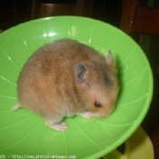 Photo de Hamster