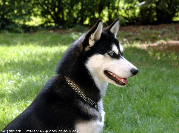 Photo de Husky siberien