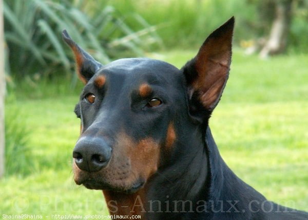 Photo de Dobermann