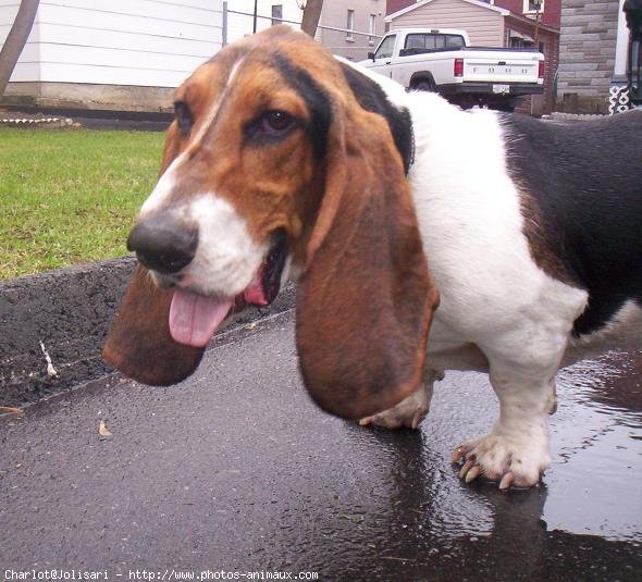 Photo de Basset hound