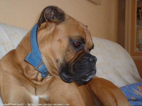 Photo de Boxer