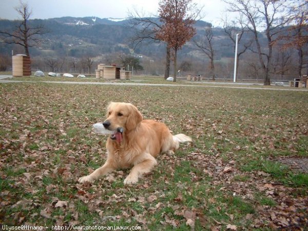 Photo de Golden retriever