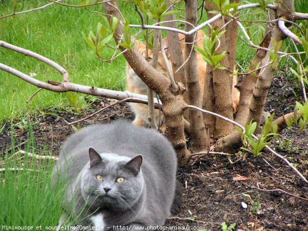 Photo de Chat domestique