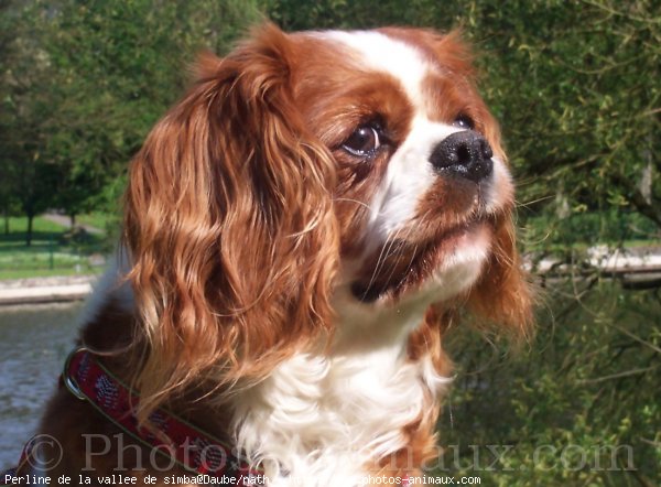 Photo de Cavalier king charles spaniel