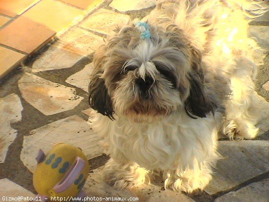 Photo de Shih tzu