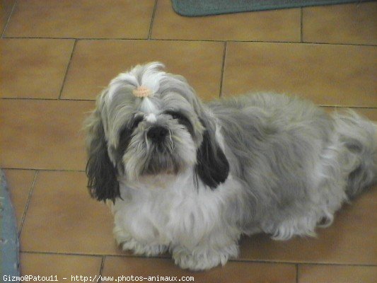 Photo de Shih tzu